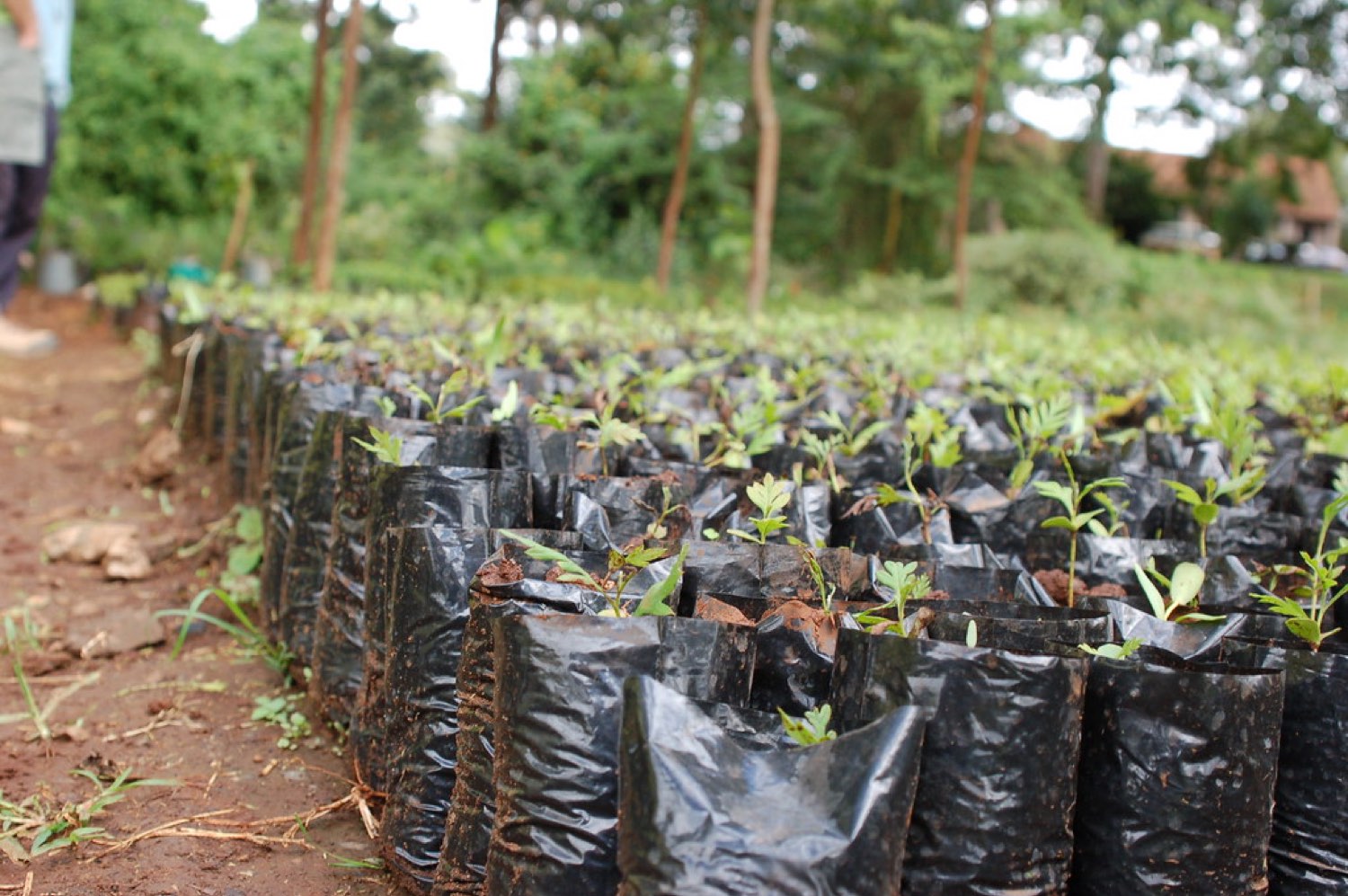 Community Tree Planting Drive